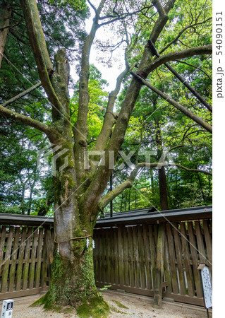 御神木招霊の木 天岩戸神社西本宮 54090151
