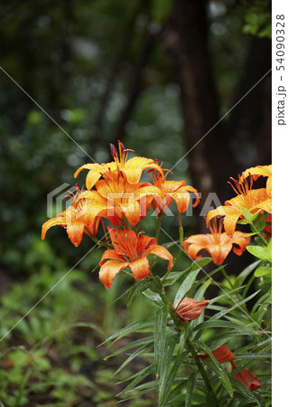 花 植物 ユリ 54090328