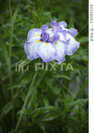 花 植物 あやめ 54090329
