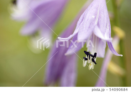 花芯 植物 花 54090684