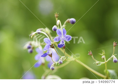 ヌリンネフル 韓国 花の写真素材