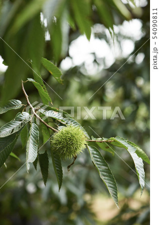 いがぐり 韓国 枝 54090811
