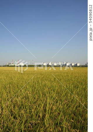 農業 農作物 稲 54090812