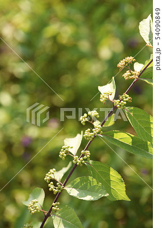 いくつかのムラサキシキブ 韓国 枝 54090849
