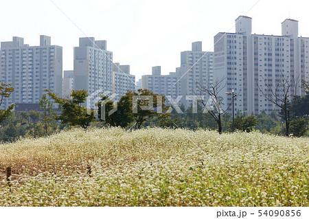 花 そば 相同湖公園 54090856