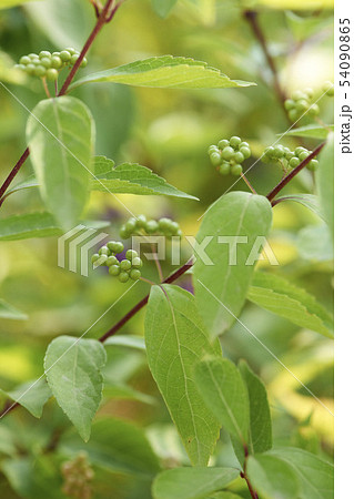 いくつかのムラサキシキブ 韓国 枝 54090865