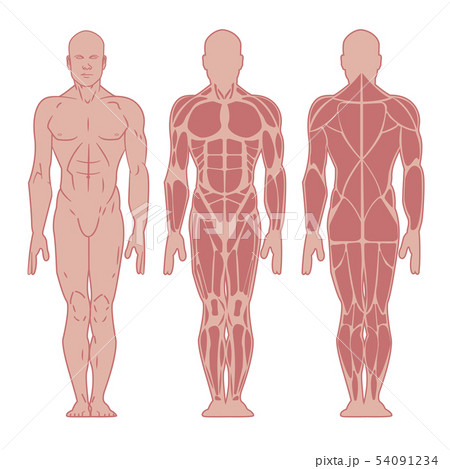 Anatomy of male muscular system 54091234
