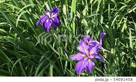 馬渡の花ショウブ 馬渡の花ショウブ 54091458