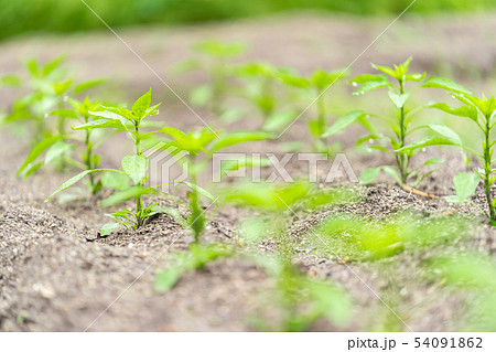 ピーマンの苗 54091862