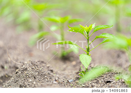 ピーマンの苗 54091863