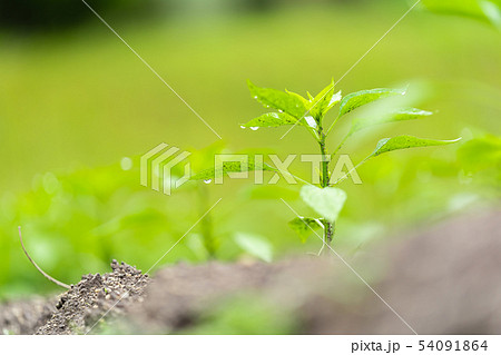 ピーマンの苗 54091864