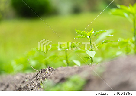 ピーマンの苗 54091866
