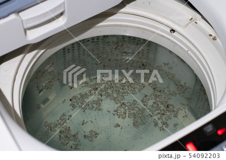 洗濯槽　カビ　黴　汚い　汚れ　掃除　大掃除 54092203