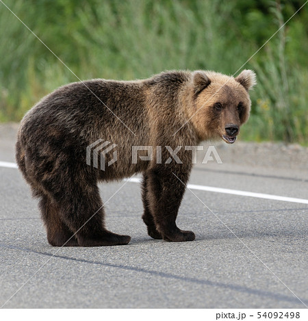 Wild Kamchatka brown bear standing on asphalt road 54092498