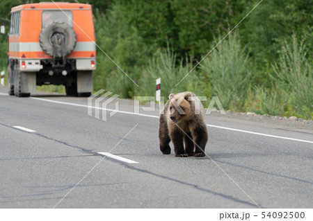 Wild hungry brown bear walking on road and begs 54092500