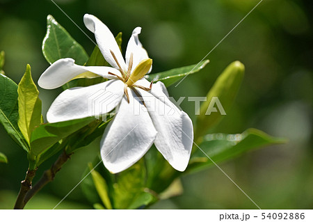 クチナシの花 54092886