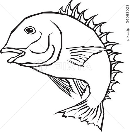 魚 魚類 目 54093023