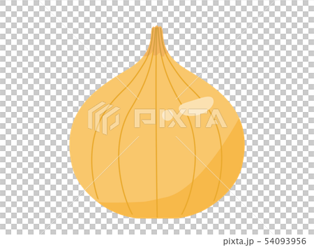 タマネギ 54093956