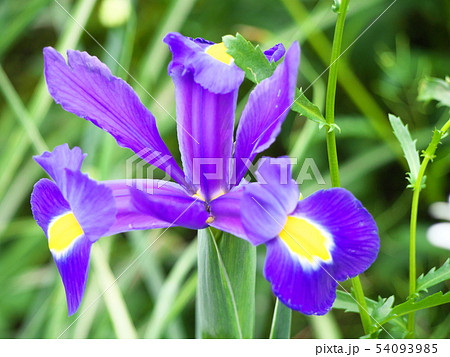 アイリスの紫色の花の写真素材