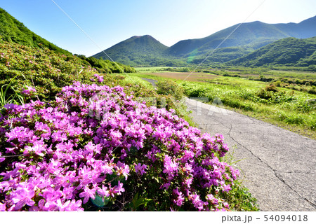 ミヤマキリシマ咲く坊ガツル風景　平治岳1643ｍ　北大船山1706ｍ　大分県竹田市 54094018