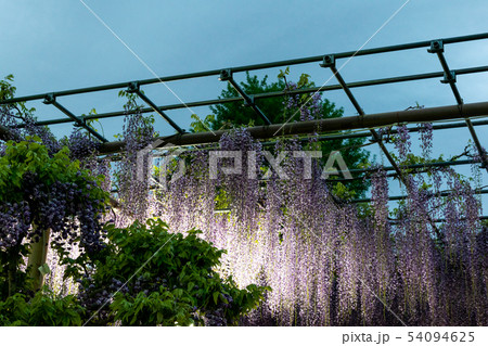 藤棚 54094625