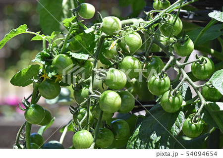 家庭菜園のミニトマト 家庭菜園のミニトマト 54094654