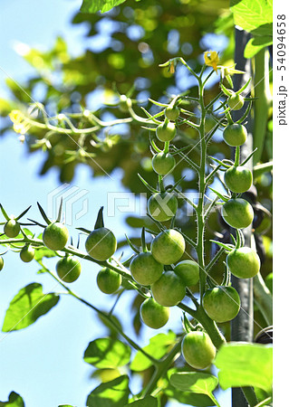 家庭菜園のミニトマト 54094658