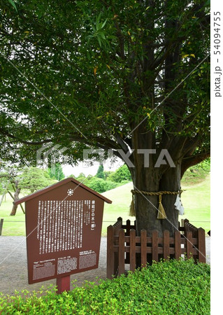 雨の水前寺公園 54094755