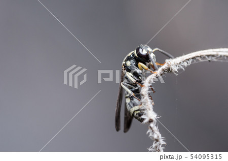 Wasp in the nature Wasp in the nature 54095315