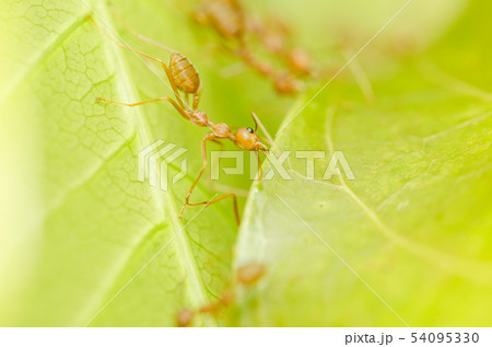 red ants teamwork 54095330