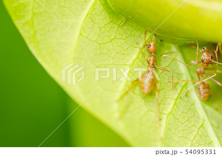 red ants teamwork 54095331
