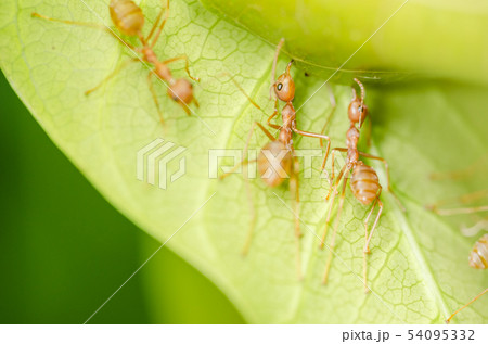 red ants teamwork 54095332