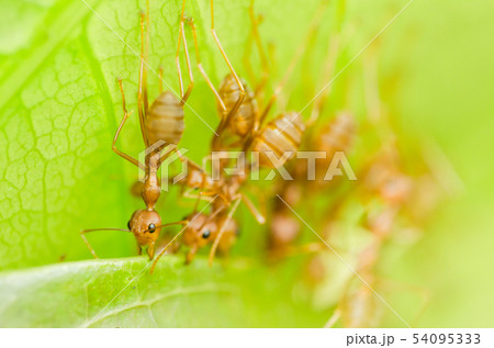 red ants teamwork 54095333