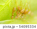 red ants teamwork 54095334
