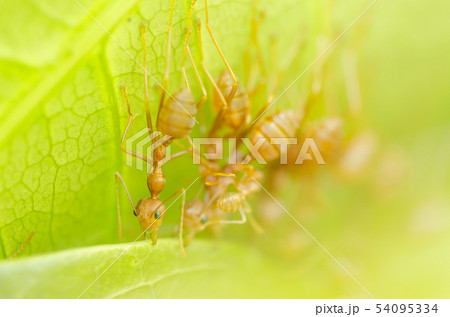 red ants teamwork 54095334