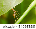 red ants teamwork 54095335