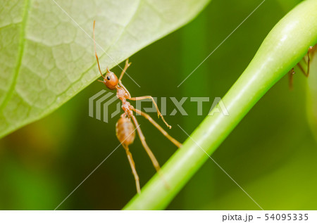 red ants teamwork 54095335