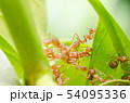 red ants teamwork 54095336