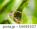 red ants teamwork 54095337