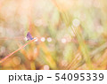 Little butterfly in the nature 54095339