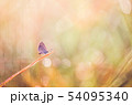 Little butterfly in the nature 54095340