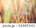 Little butterfly in the nature 54095341