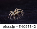 Spider in wall nature background 54095342
