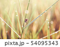 Little butterfly in the nature 54095343