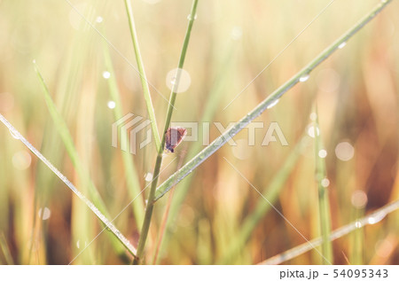 Little butterfly in the nature 54095343