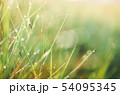 Grass with water drops 54095345