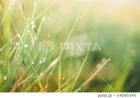 Grass with water drops 54095345