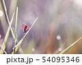 Little butterfly in the nature 54095346