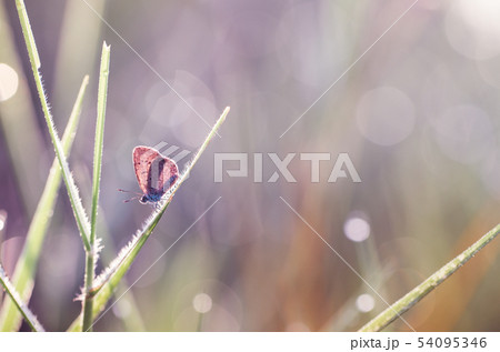 Little butterfly in the nature 54095346