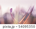 Little butterfly in the nature 54095350